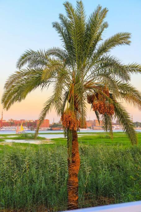 Royal Nile - Nile View 1 * Luxor